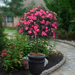 Rose Knock Out Tree Pink Bare Root